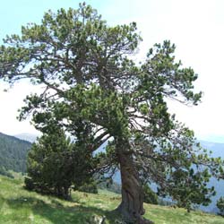 Pine, Mountain